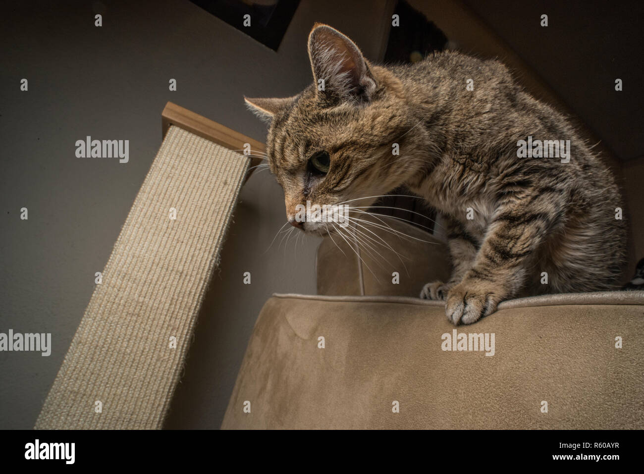 Eine Tabby-katze über von der Kante der Couch auf den Boden zu springen. Stockfoto