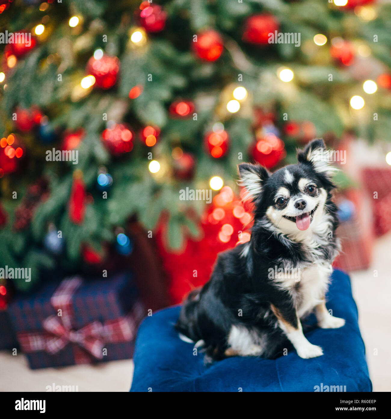 Süße kleine lustige pet Chihuahua sitzen auf gepolsterten Hocker am Weihnachtsbaum Hintergrund Stockfoto