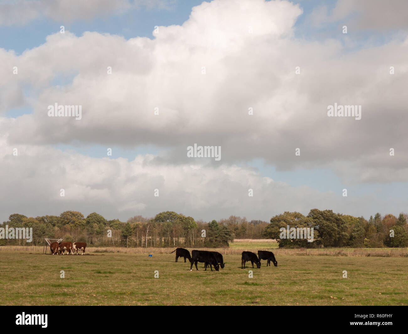 Atemberaubende braunen und schwarzen Kühe auf der Weide grasen Molkerei Stockfoto