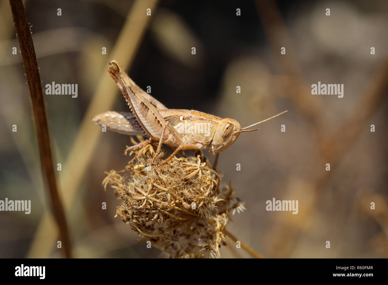 Grasshopper, Kricket, Grashüpfer Stockfoto