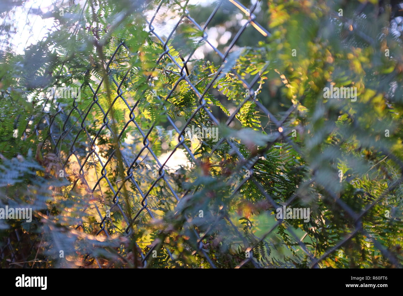 Zaun draht Hintergrund Bäume Park Garten grün Bereich fern Efeu grün Stockfoto
