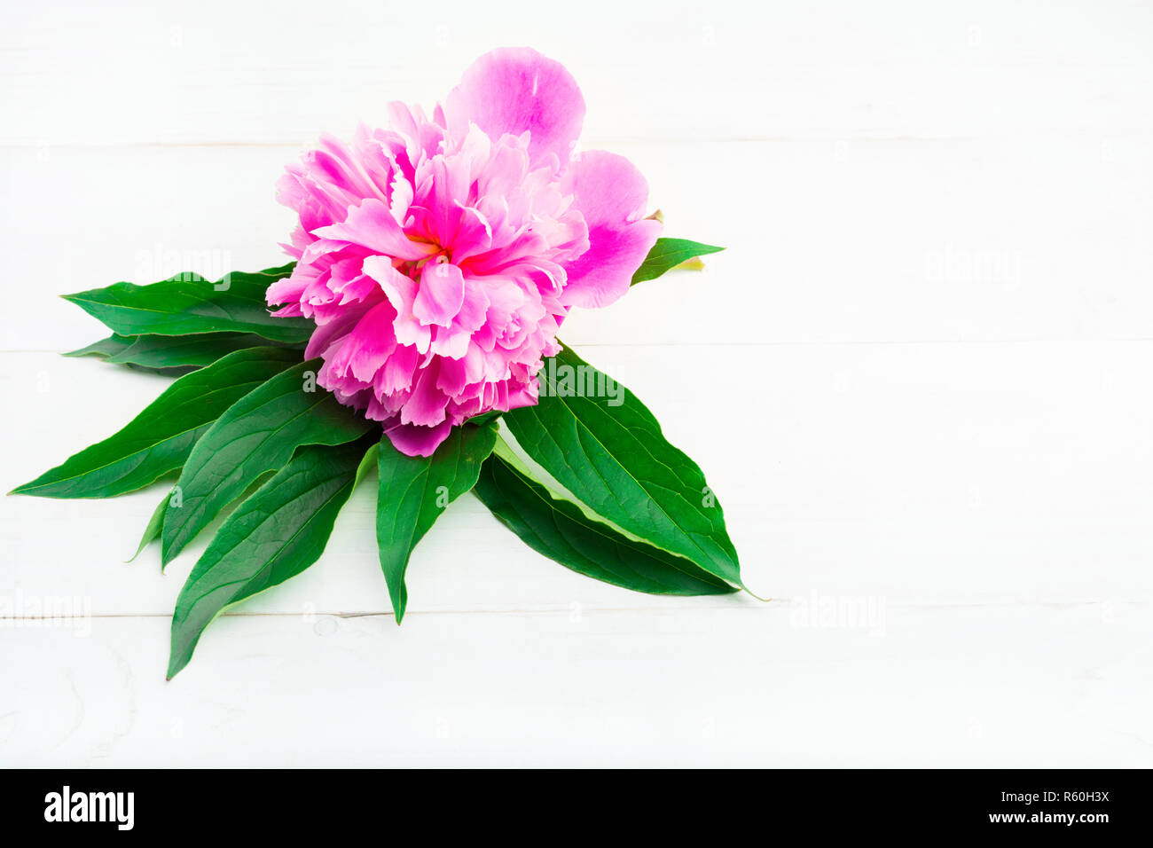 Single rosa Pfingstrose mit grünen Blättern auf hölzernen Tisch mit Platz kopieren Stockfoto