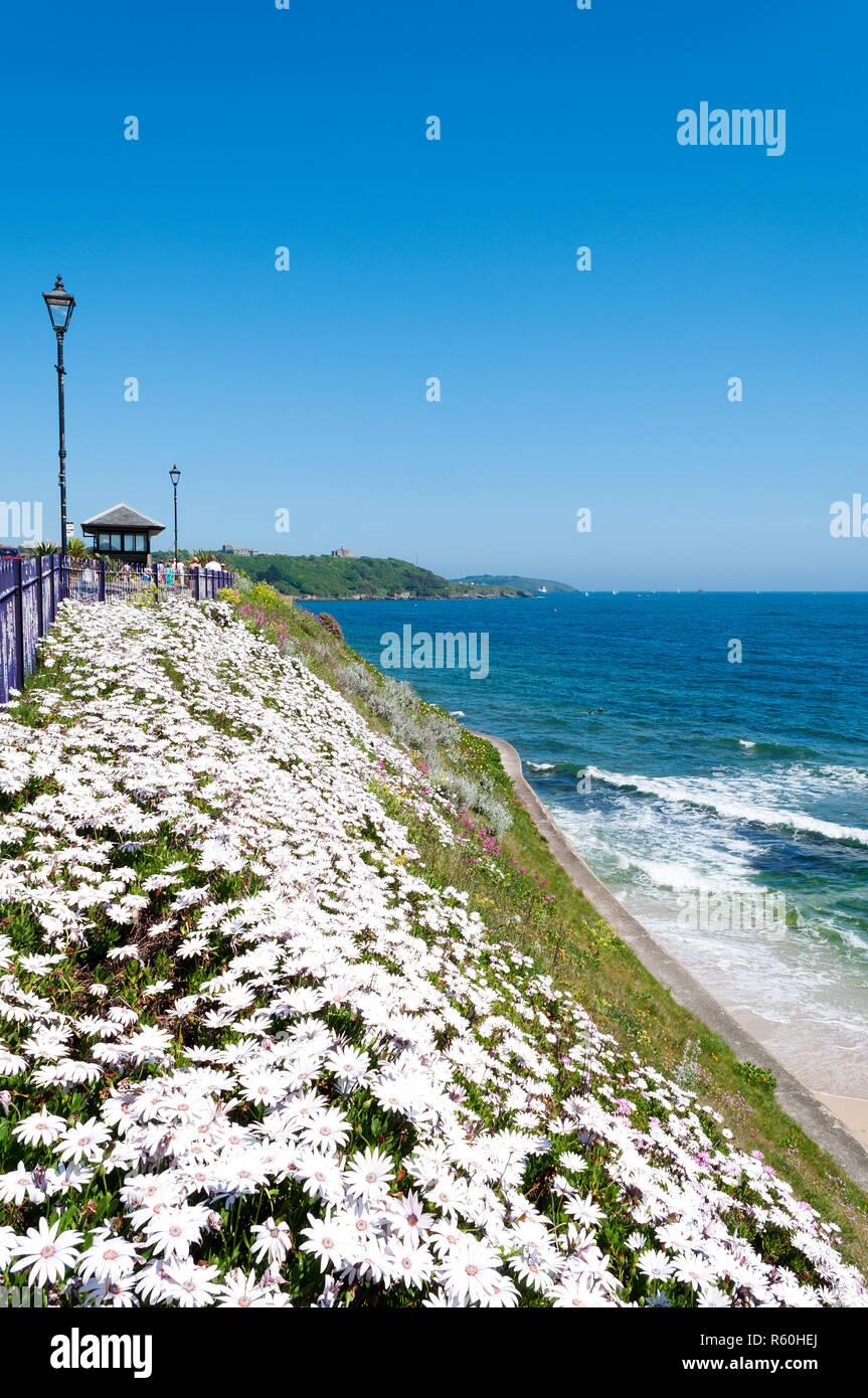 Kapkörbchen, osteospurmum Ecklonis, in der Blume an der Küste bei gyllyngvase, Falmouth, Cornwall, England, Großbritannien, Großbritannien. Stockfoto