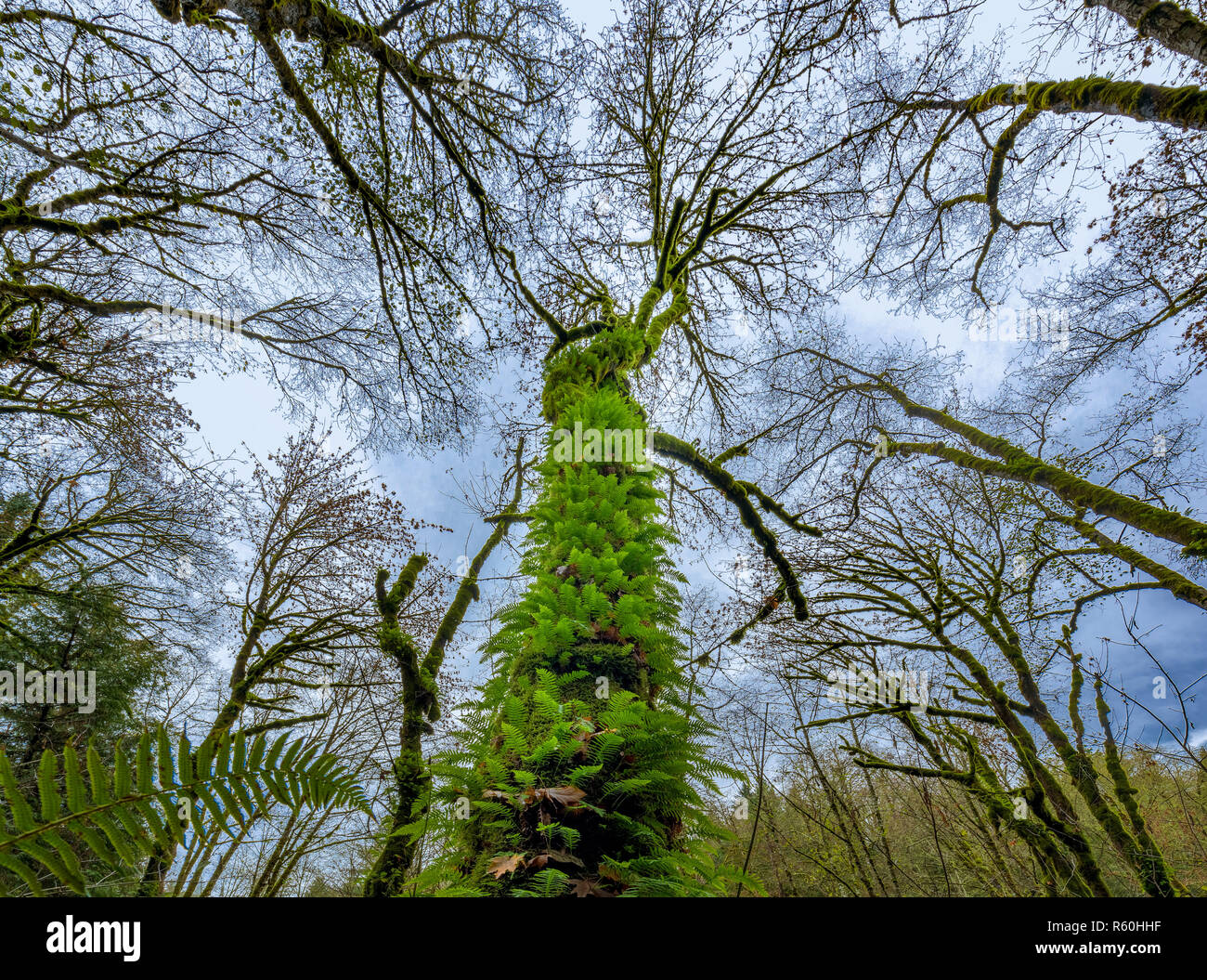 Baum in der Mitte von Wald bedeckt mit Moos und Farn Pflanzen wachsen. Stockfoto