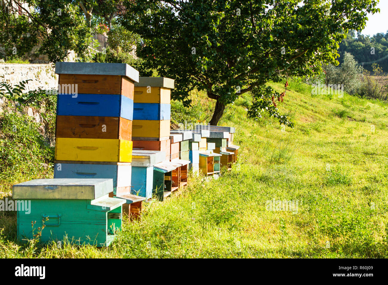 Eine Reihe von Bienenstöcken in einem grünen Feld und ein Baum im Hintergrund. Stockfoto