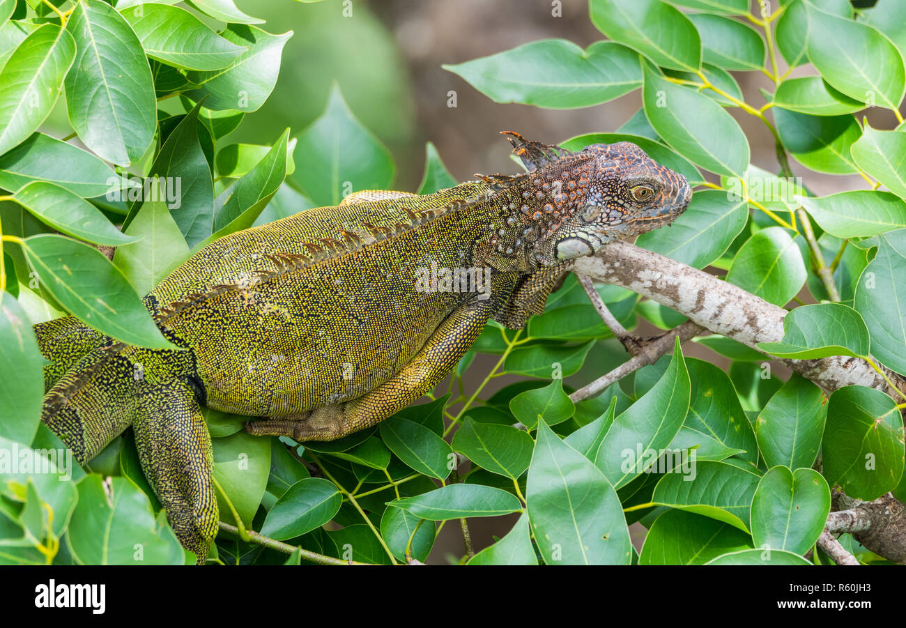 Grüner Leguan (Iguana iguana) flüchtet sich auf einem Ast, Schutz vor der Hitze der Sonne. Stockfoto