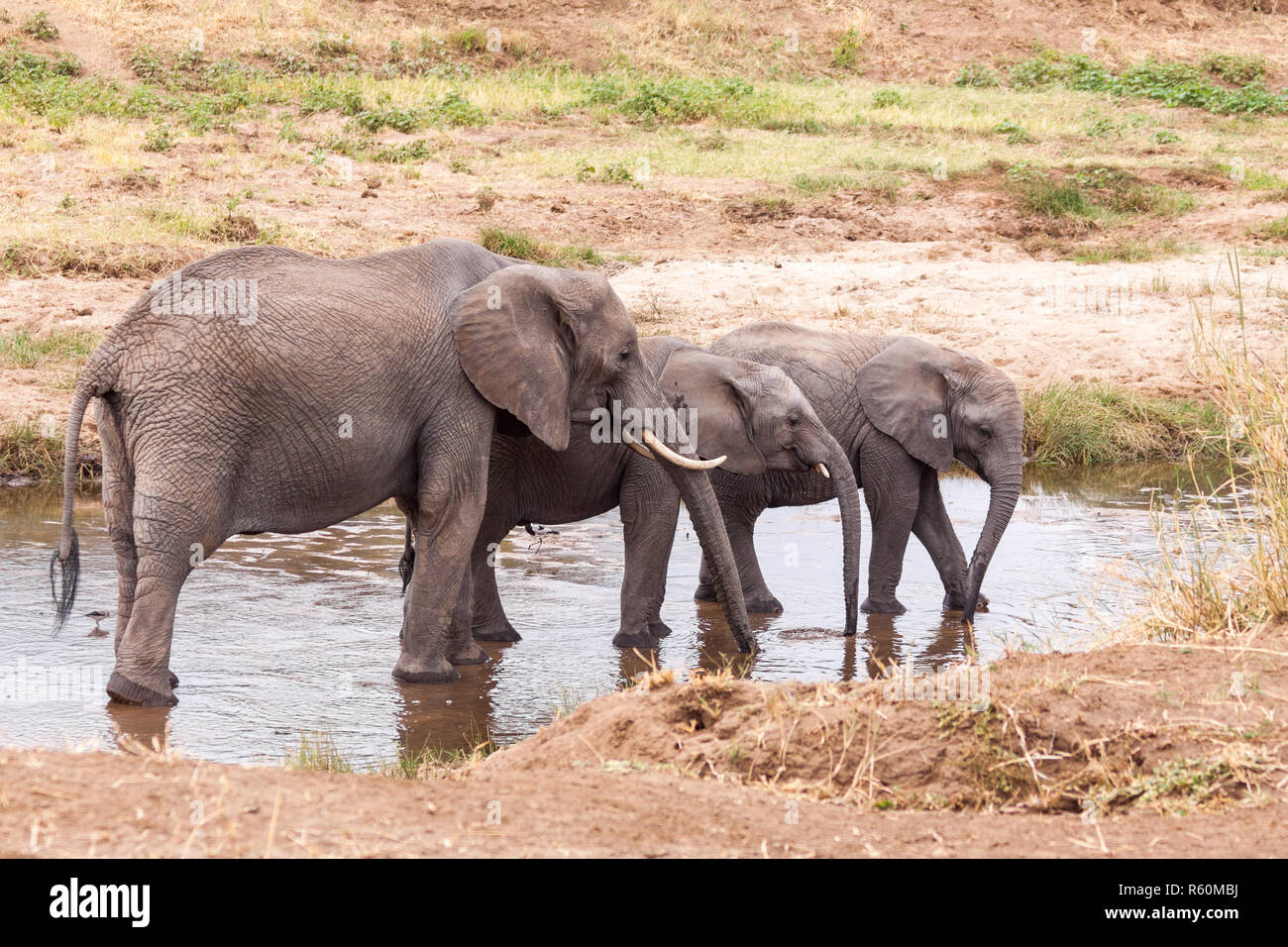 Elefanten in der Tarangire Fluss Stockfoto