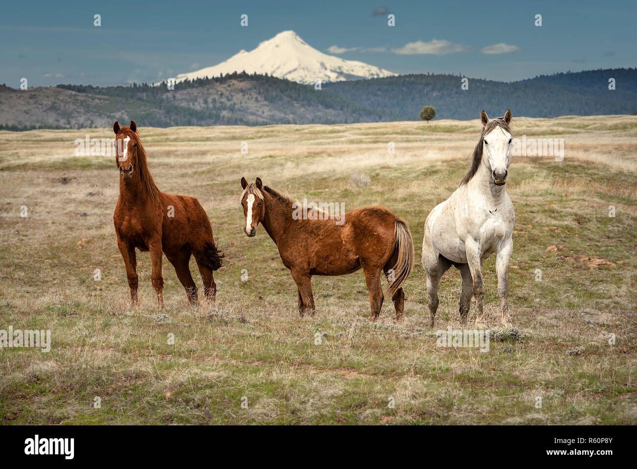 Drei Pferde auf der Warm Springs Indian Reservation, Oregon in einem offenen Weide mit Mt. Haube im Hintergrund, Wintermäntel Stockfoto