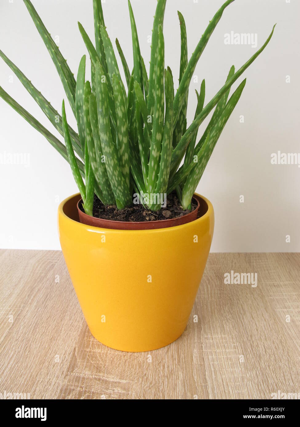 Echte Aloe, Aloe vera, in einem Blumentopf Stockfoto