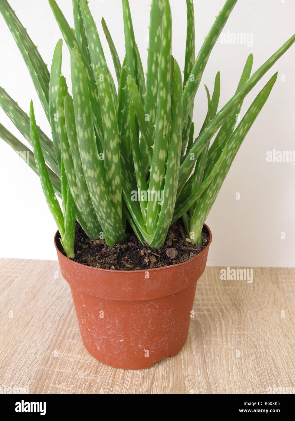 Echte Aloe, Aloe vera, in einem Blumentopf Stockfoto