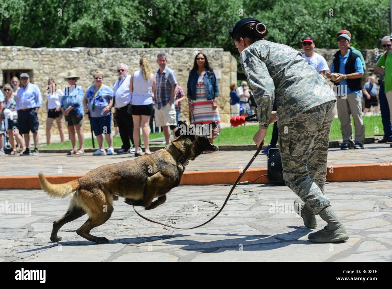Ein 502Nd Air Base Wing Militär Hundeführer und ihre Mwd von Joint Base San Antonio-Lackland eine Demonstration während der San Antonio Fiesta 2017 Air Force Tag ausführen am Alamo am 24. April. Fiesta entstand im Jahr 1891 als eine Hommage an die Helden der Alamo und der Schlacht von San Jacinto. Mitglieder des Joint Base San Antonio Fiesta Veranstaltungen jährlich teilnehmen. Stockfoto