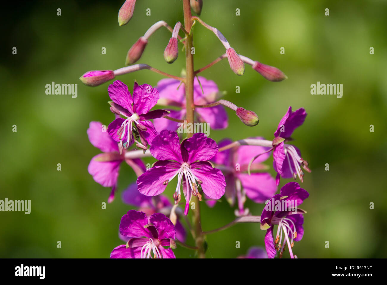 Roten Blüte Stockfoto