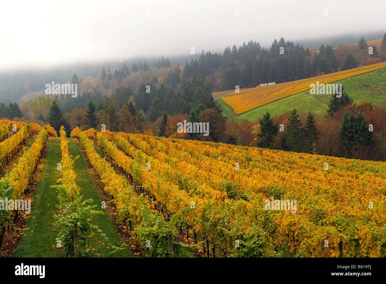 Oregon Weinberg im Herbst Stockfoto