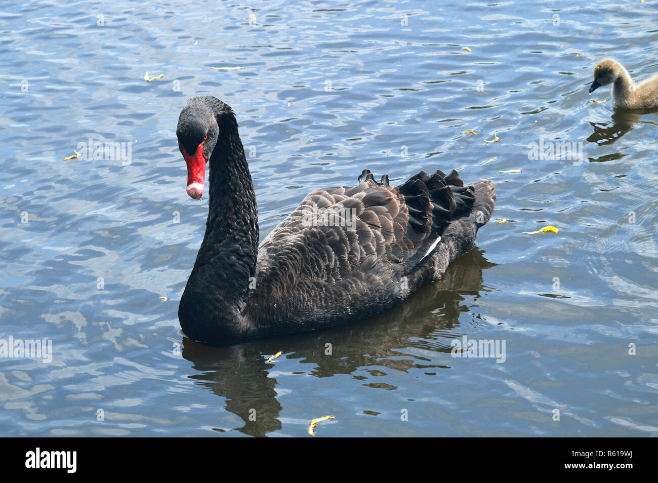 Black Swan lateinischer Name Cygnus atratus Schwimmen mit Cygnet Stockfoto