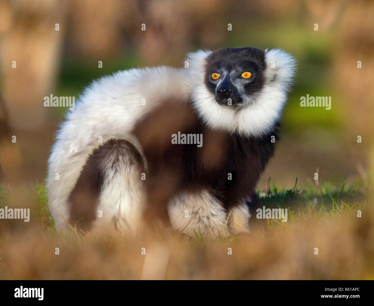Schwarz-weiß-Ruffed Lemur Varecia variegata Stockfoto