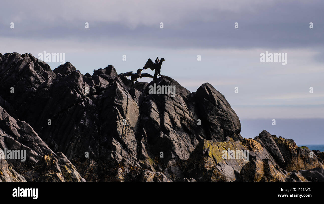 Zuchtpaar von großer Kormorane anzeigen Paarungsverhalten neben Nest auf der Klippe Stockfoto