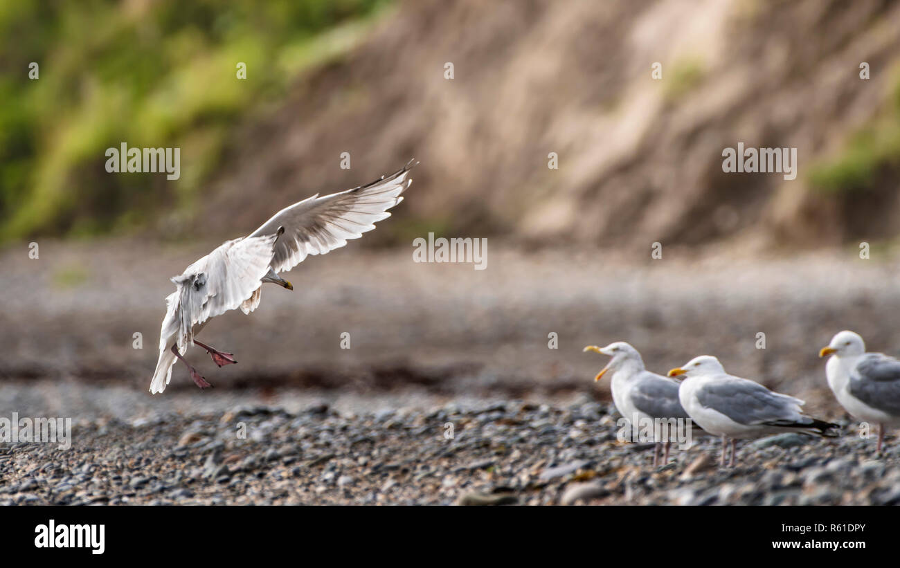 Island gull Landung auf felsigen Strand. Stockfoto