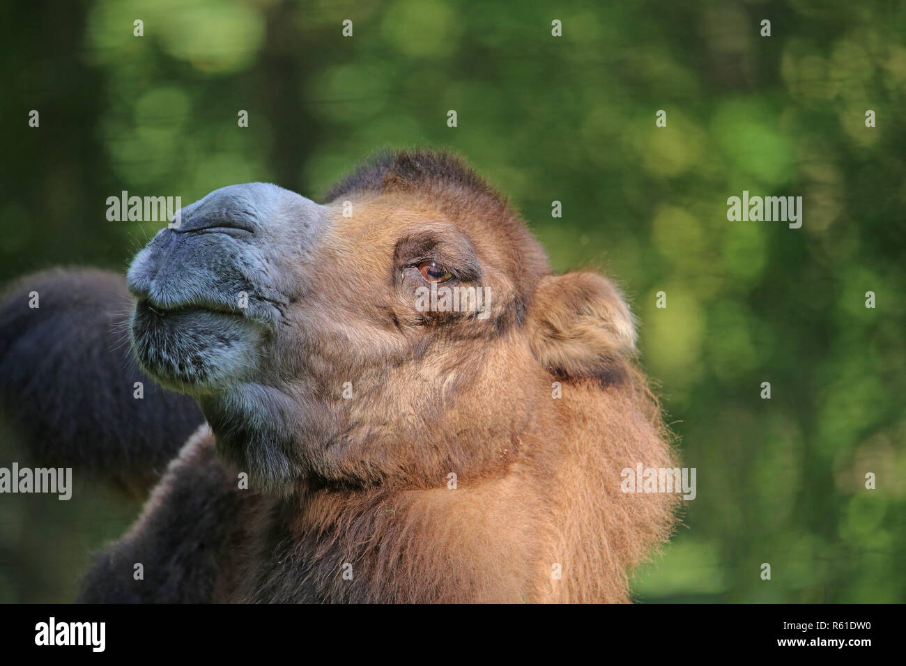 Kamel camelus Ferus mit herablassenden Blick Stockfoto