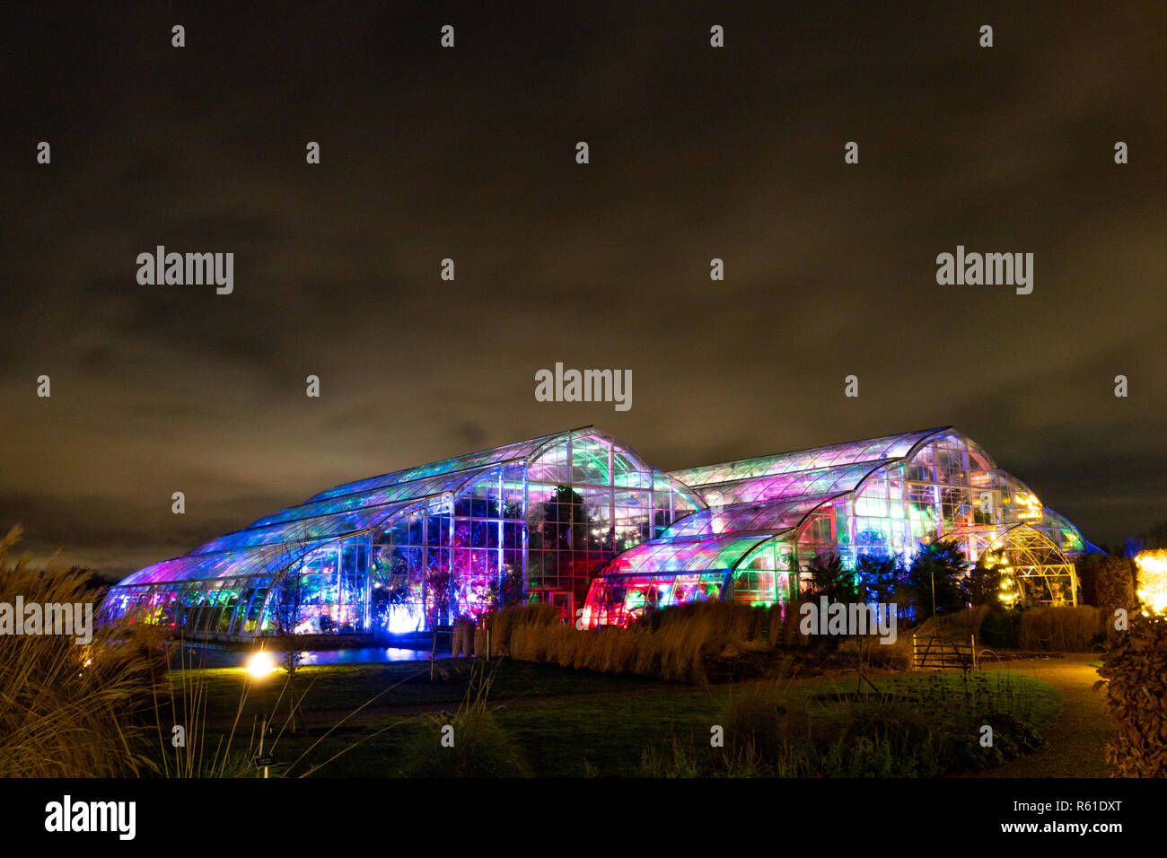 RHS Wisley Weihnachtsbeleuchtung in Woking - Am Samstag, den 1. Dezember 2018 Stockfoto