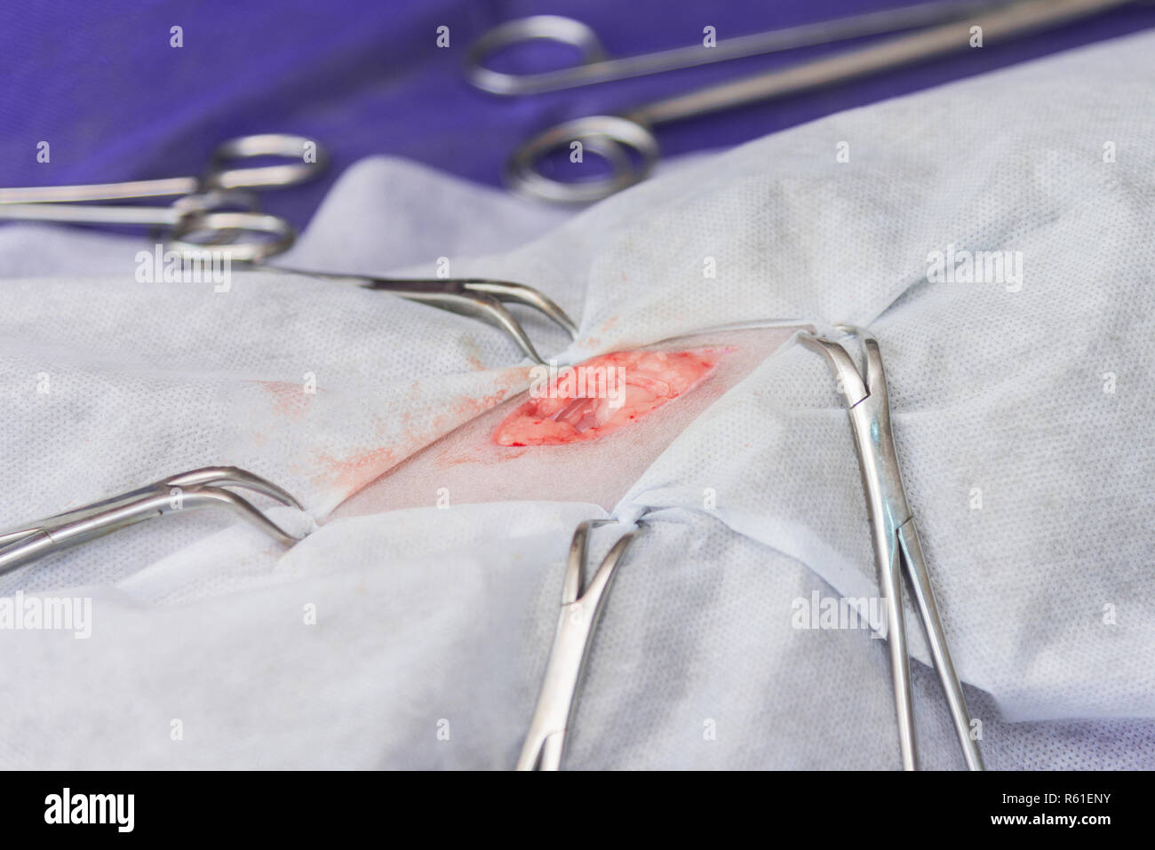Sterilisation von eine Katze in einer tierärztlichen Klinik, eine Katze auf einem OP-Tisch Stockfoto