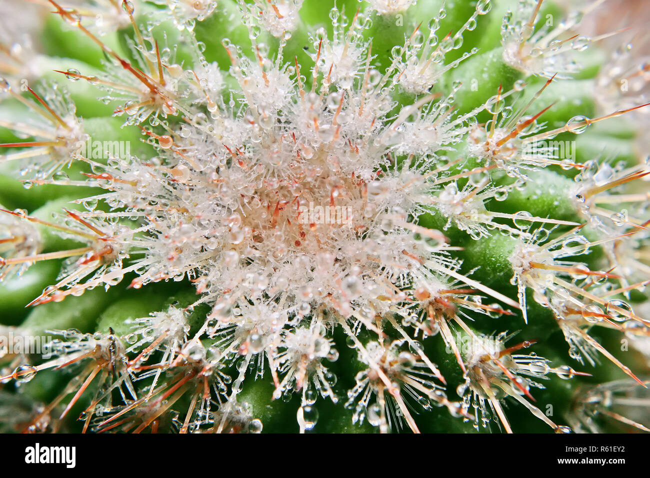 Grün und frisch Cactaceae Maihueniopsis Cactus mit dews im Detail Makro Stockfoto