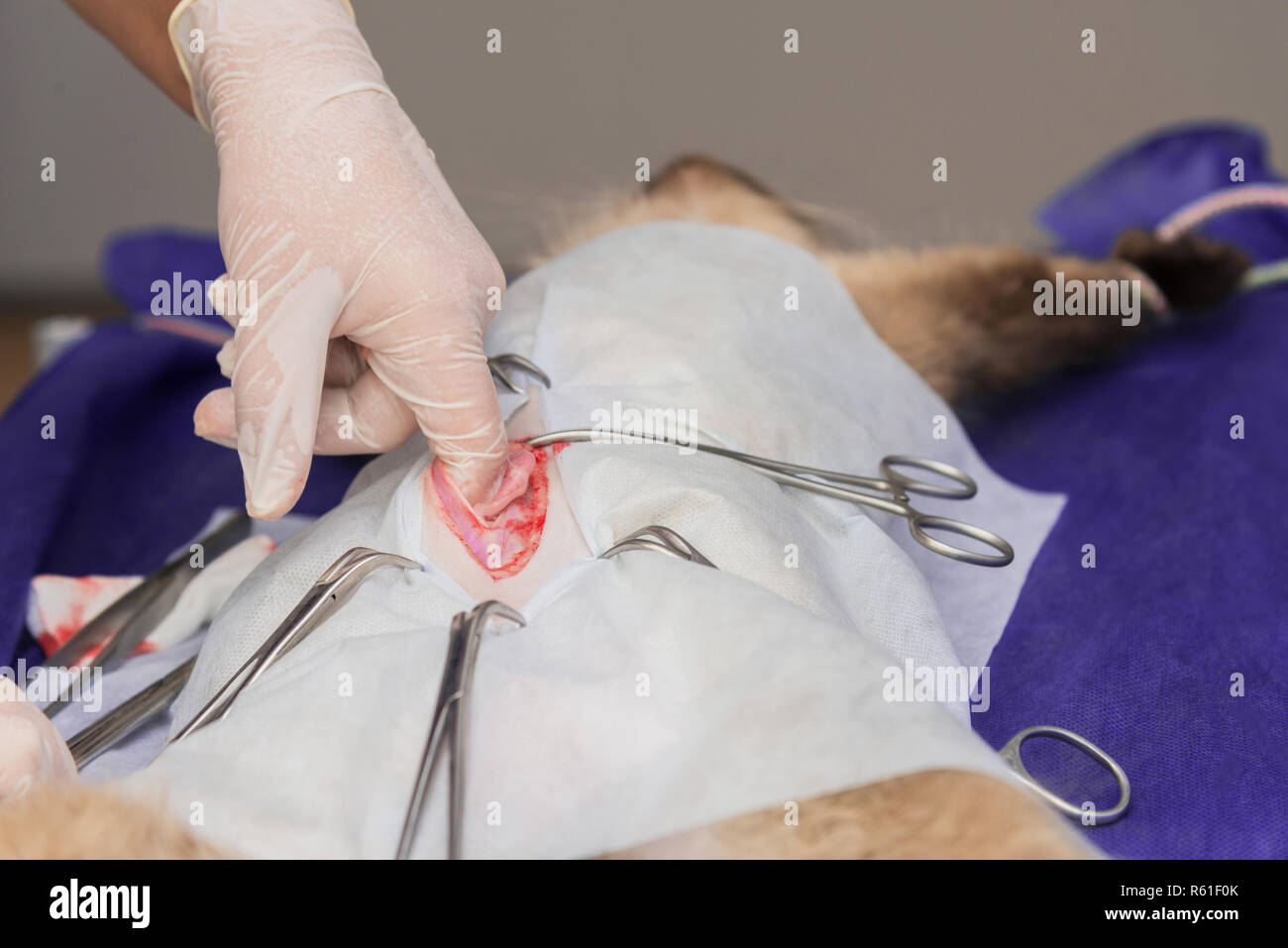 Sterilisation von eine Katze in einer tierärztlichen Klinik, eine Katze auf einem OP-Tisch Stockfoto