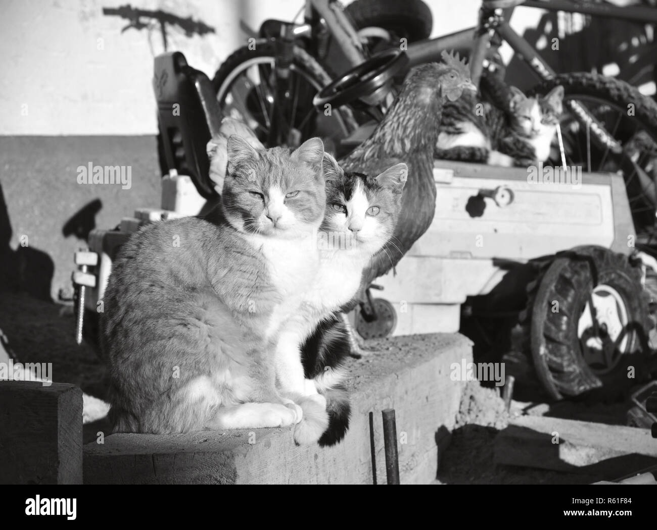 Drei Katzen und ein Huhn nehmen ein Sonnenbad im Hof und auf der Suche seltsam an das Foto. Schwarz-weiß Foto mit Haustieren Stockfoto
