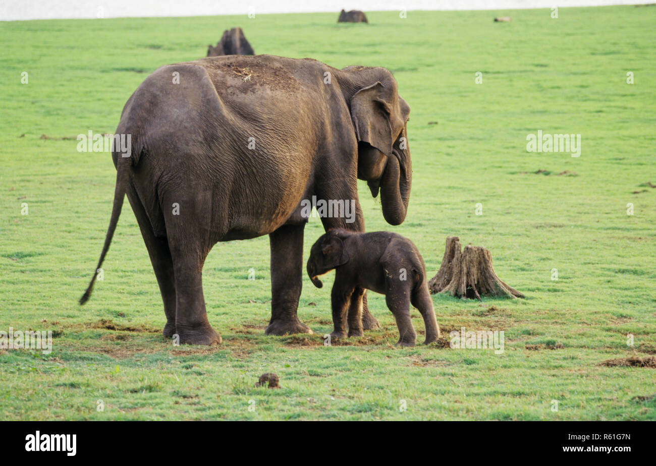 Elefanten und Kalb kabini Karnataka, Indien Stockfoto