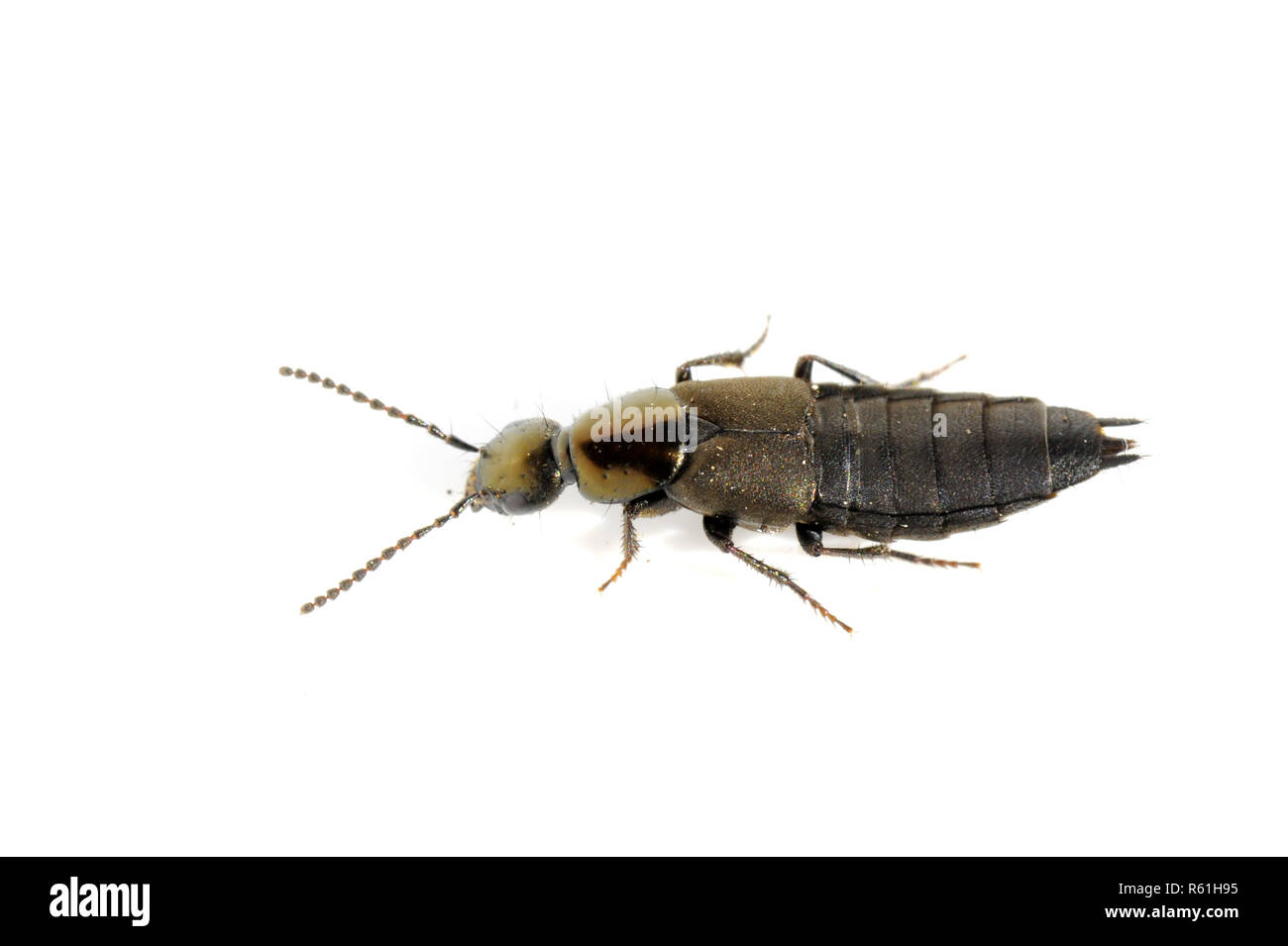 Glänzend Ocypus rove Beetle auf weißem Hintergrund Stockfoto