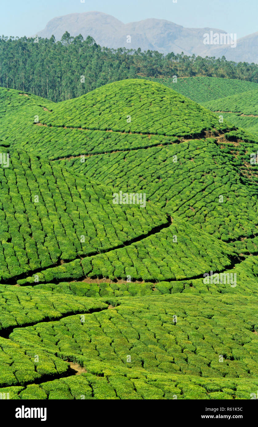 Tea Garden, Munnar, Kerala, Indien Stockfoto