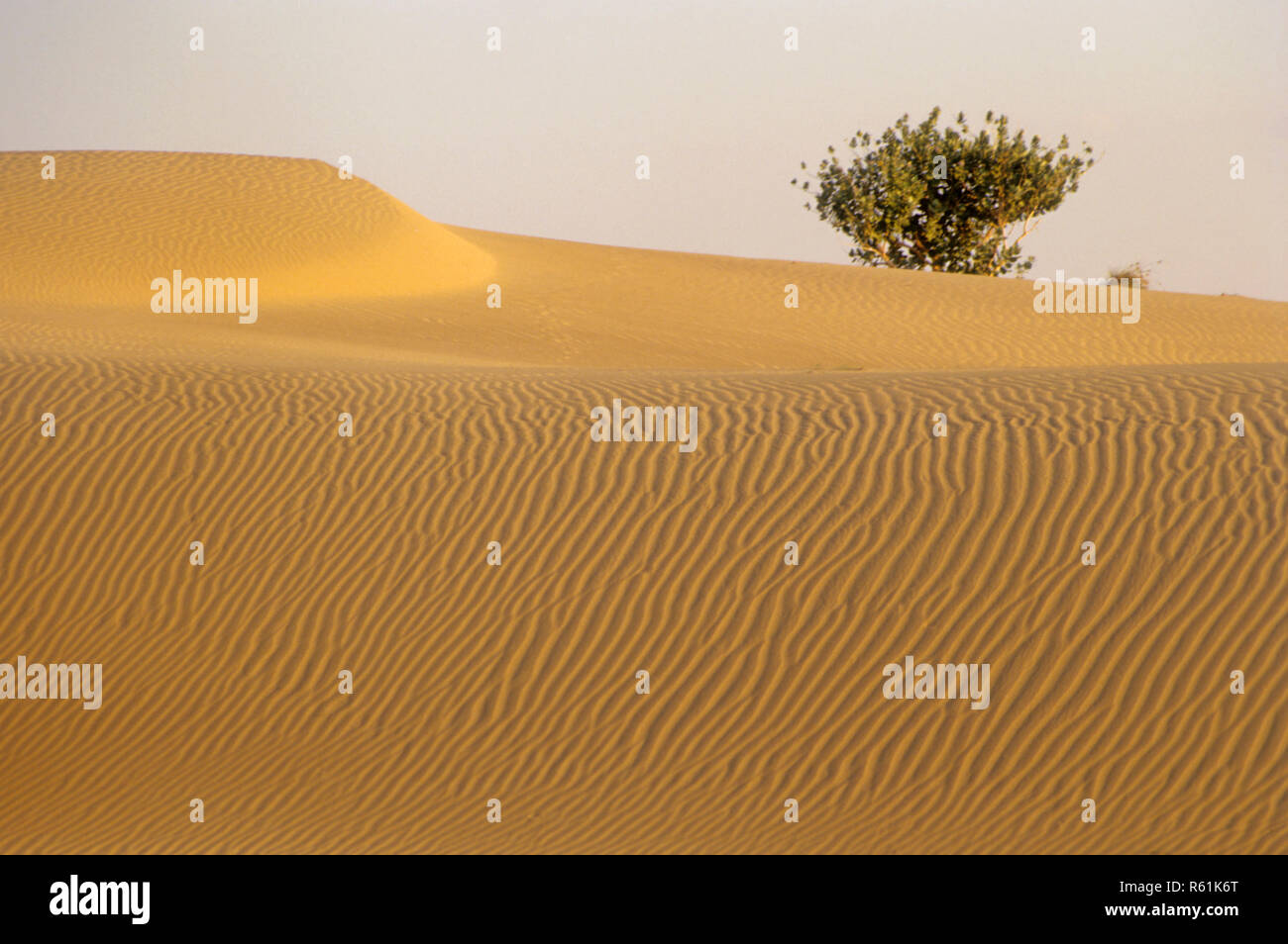 Wüste, Jaisalmer, Rajasthan, Indien Stockfoto