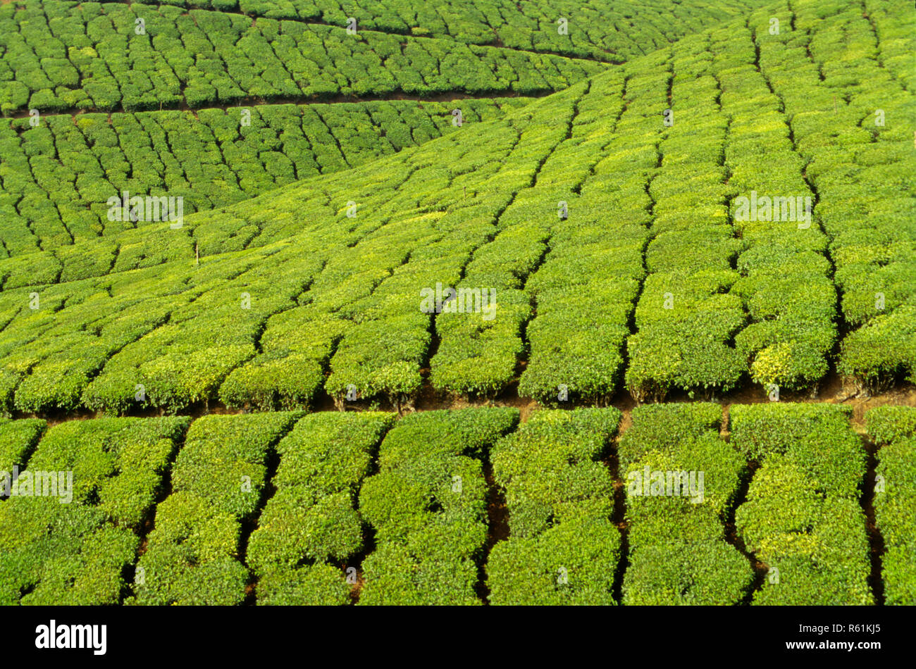 Tea Garden in Indien Stockfoto