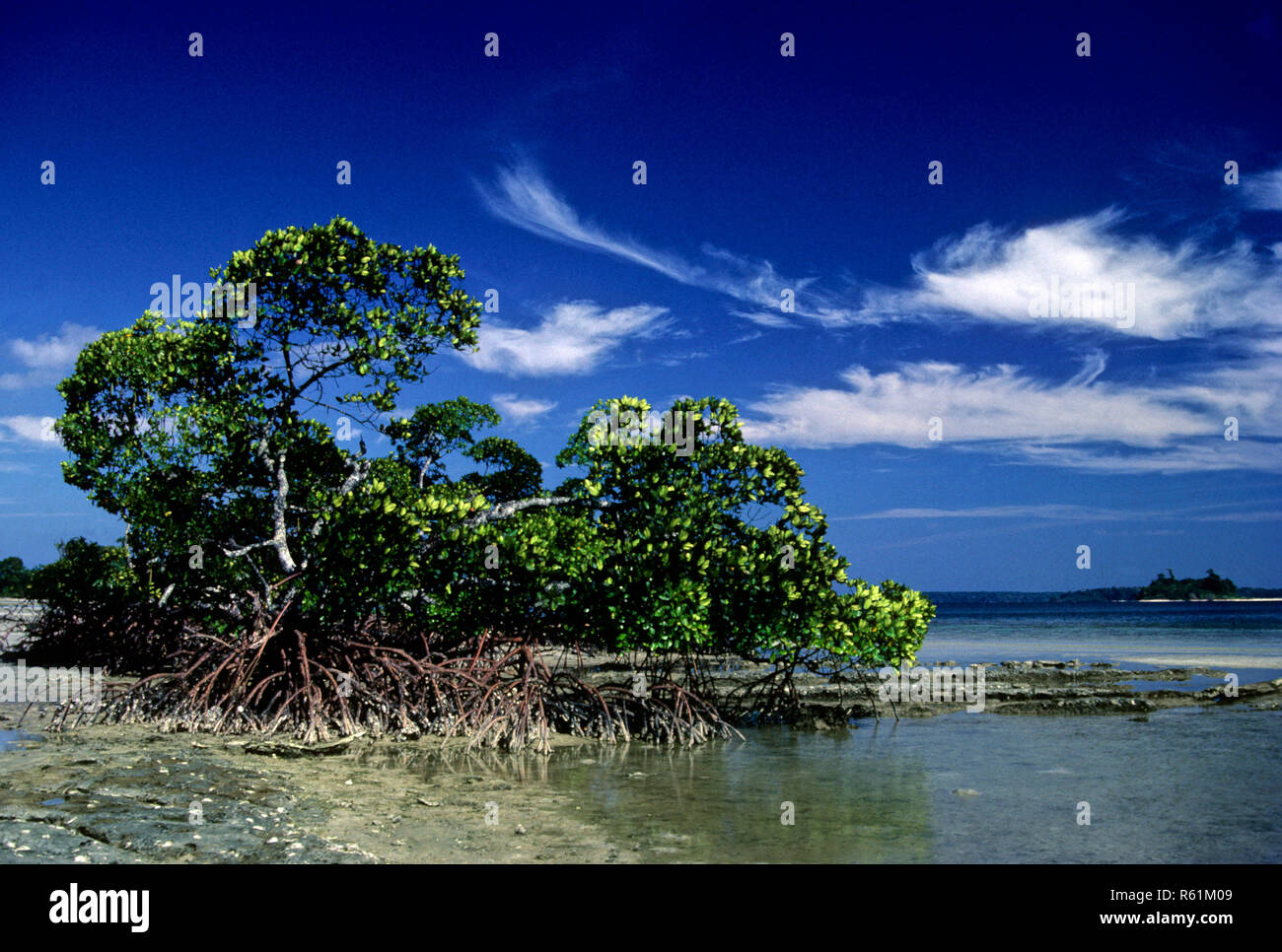 Mangroven, Andaman Inseln, Indien Stockfoto