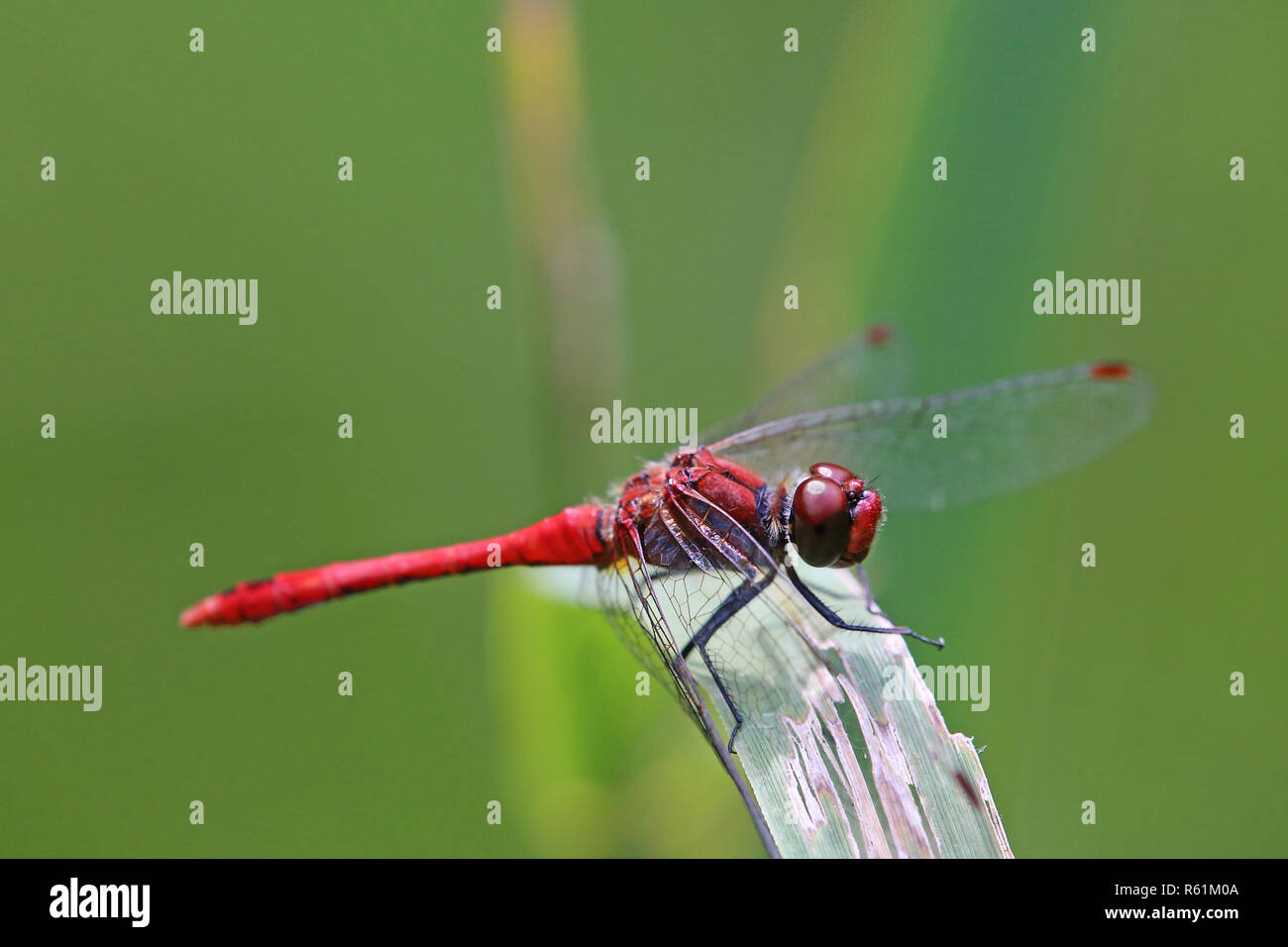 Blood Red darter Sympetrum sanguineum Stockfoto