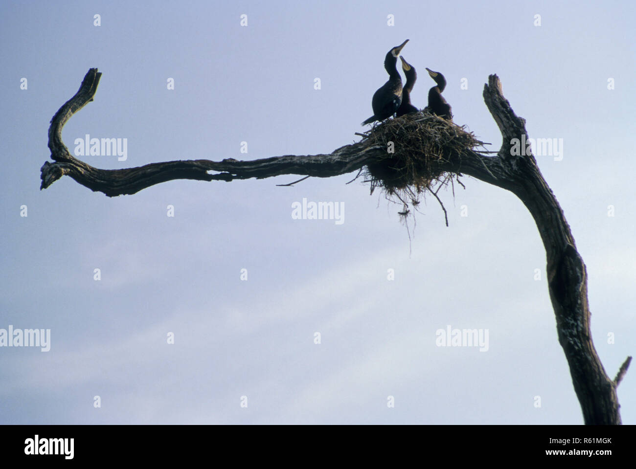 Vögel und Küken in Nest Stockfoto