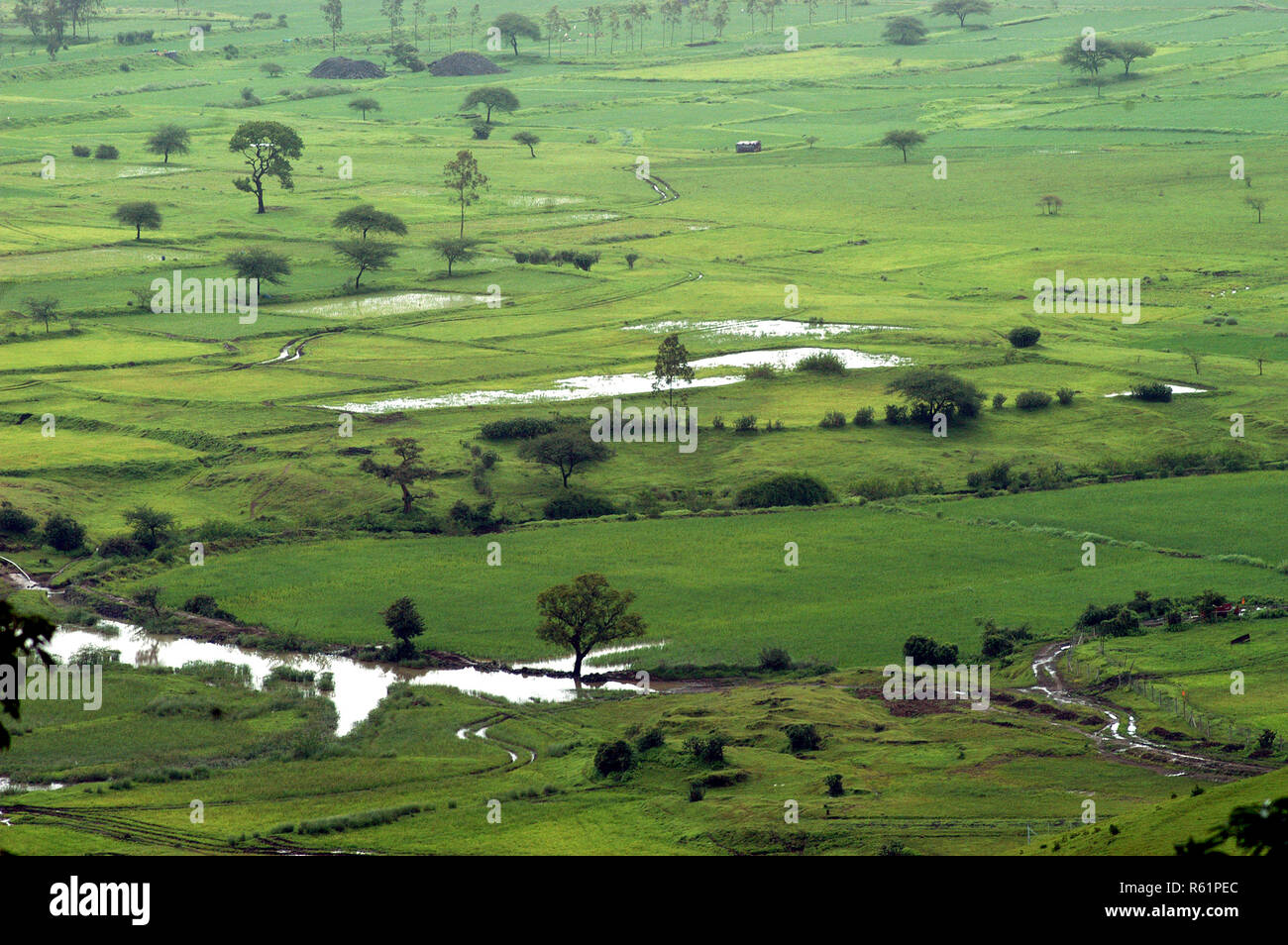Grün Trimbakeshwar, in der Nähe von Nasik, Maharashtra, Indien. Stockfoto