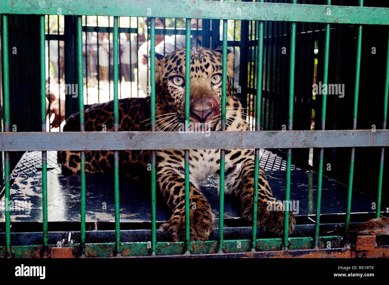 Panther am IIT Powai gefangen werden, nachdem Sie von Sanjay Gandhi Nationalpark, Mumbai, Maharashtra, Indien verirrt. Stockfoto