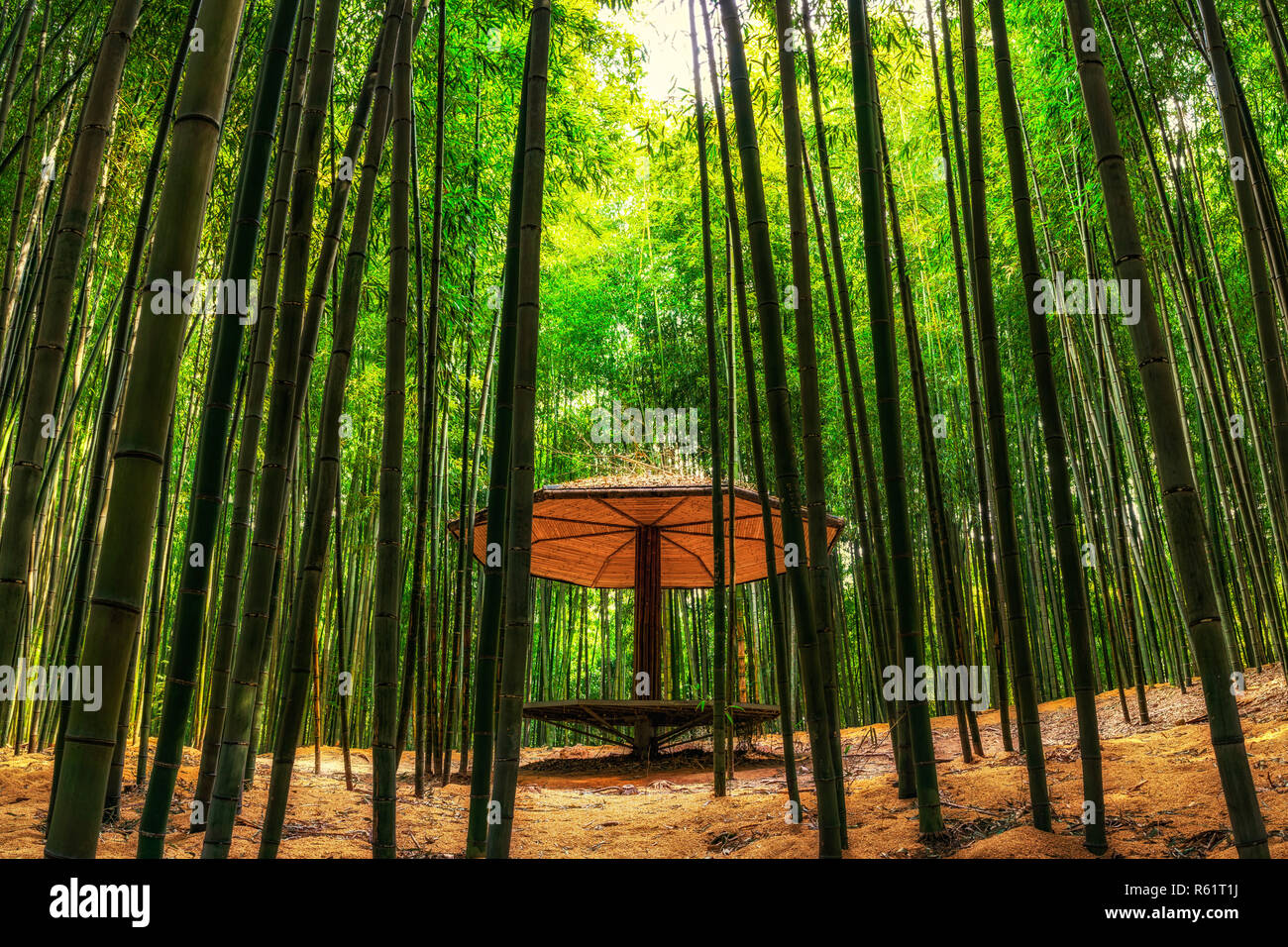 Bambus Wald im damyang Stockfoto