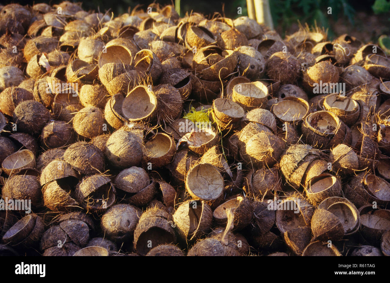 Kokosnuss-Schalen Stockfoto