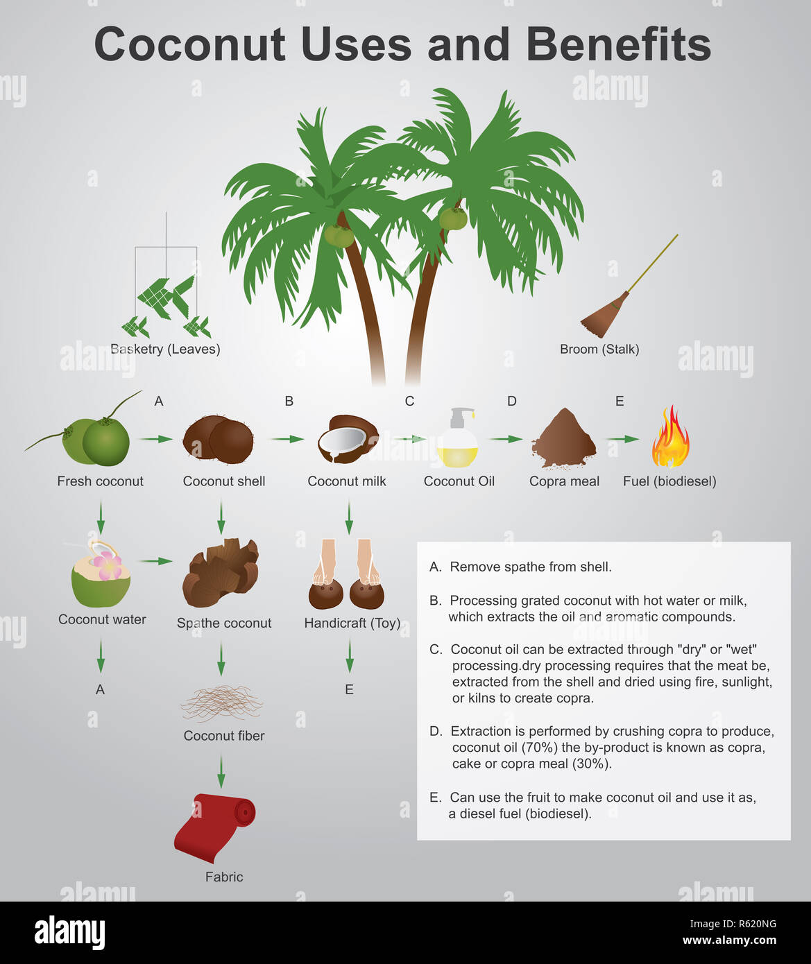 Coconut Gebrauch und Nutzen Stockfoto