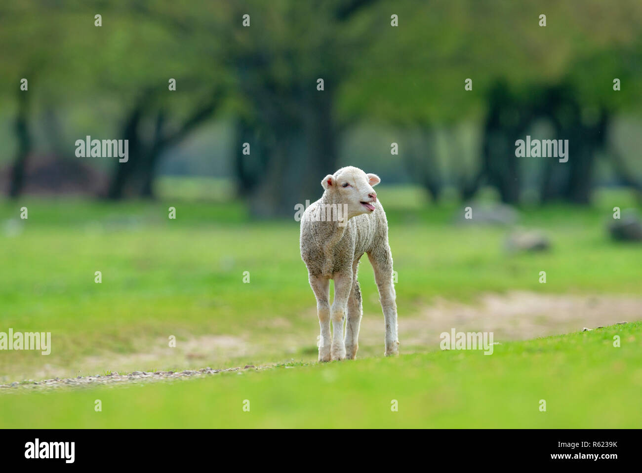 Nettes und kleines Lamm auf der Wiese Stockfoto