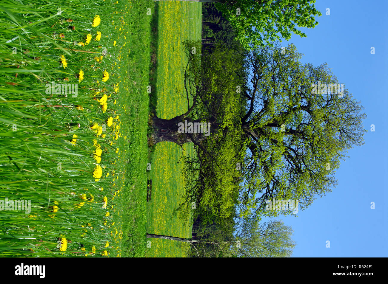 1000-jährige Eiche in den Frühling, Antonius Eiche in der homert Stockfoto