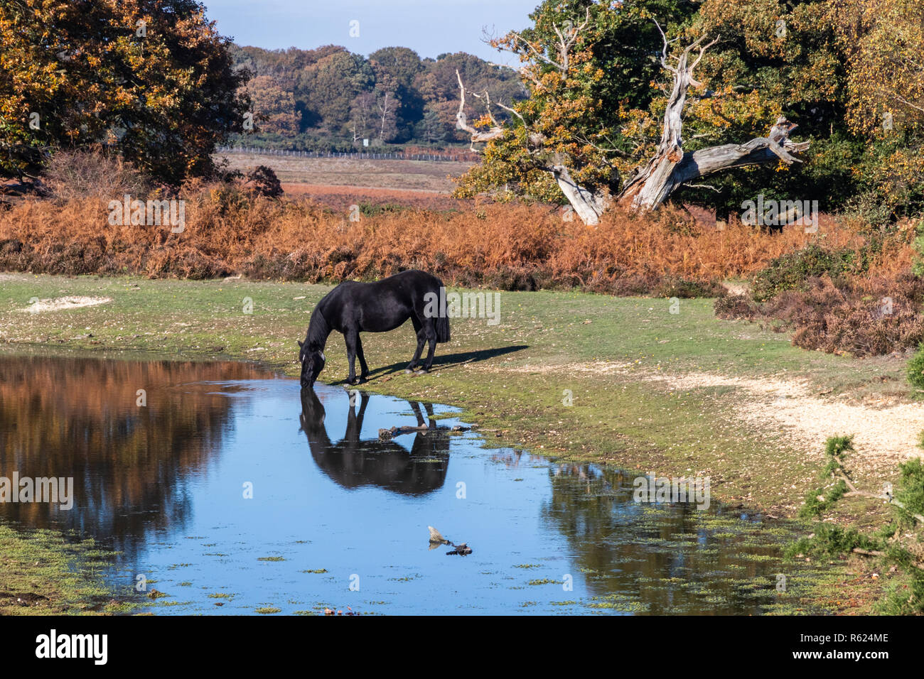 Ein New Forest pony Trinkwasser in den New Forest National Park in Hampshire, England, Großbritannien Stockfoto