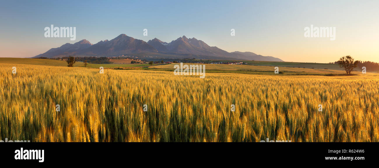 Weizenfeld mit Pfad unter Tatra Stockfoto