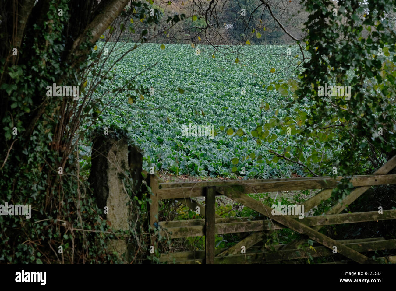 Winter Kohlpflanzen wachsen in einem Feld in Cornwall, Großbritannien Stockfoto
