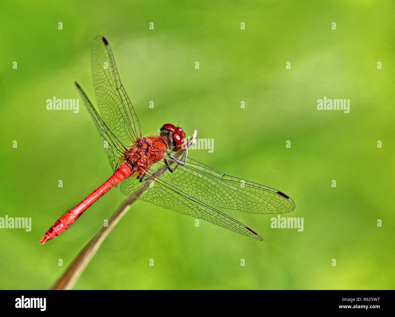 Männlichen Blut rot darter Sympetrum sanguineum Stockfoto