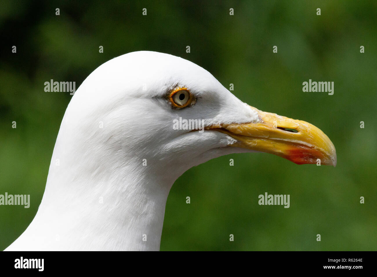 Close up Portrait eines Europäischen Silbermöwe und ein verschwommenes grün hinterlegt. Stockfoto