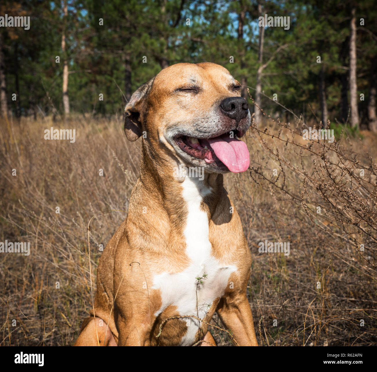 Portrait American Pit Bulls Stockfoto