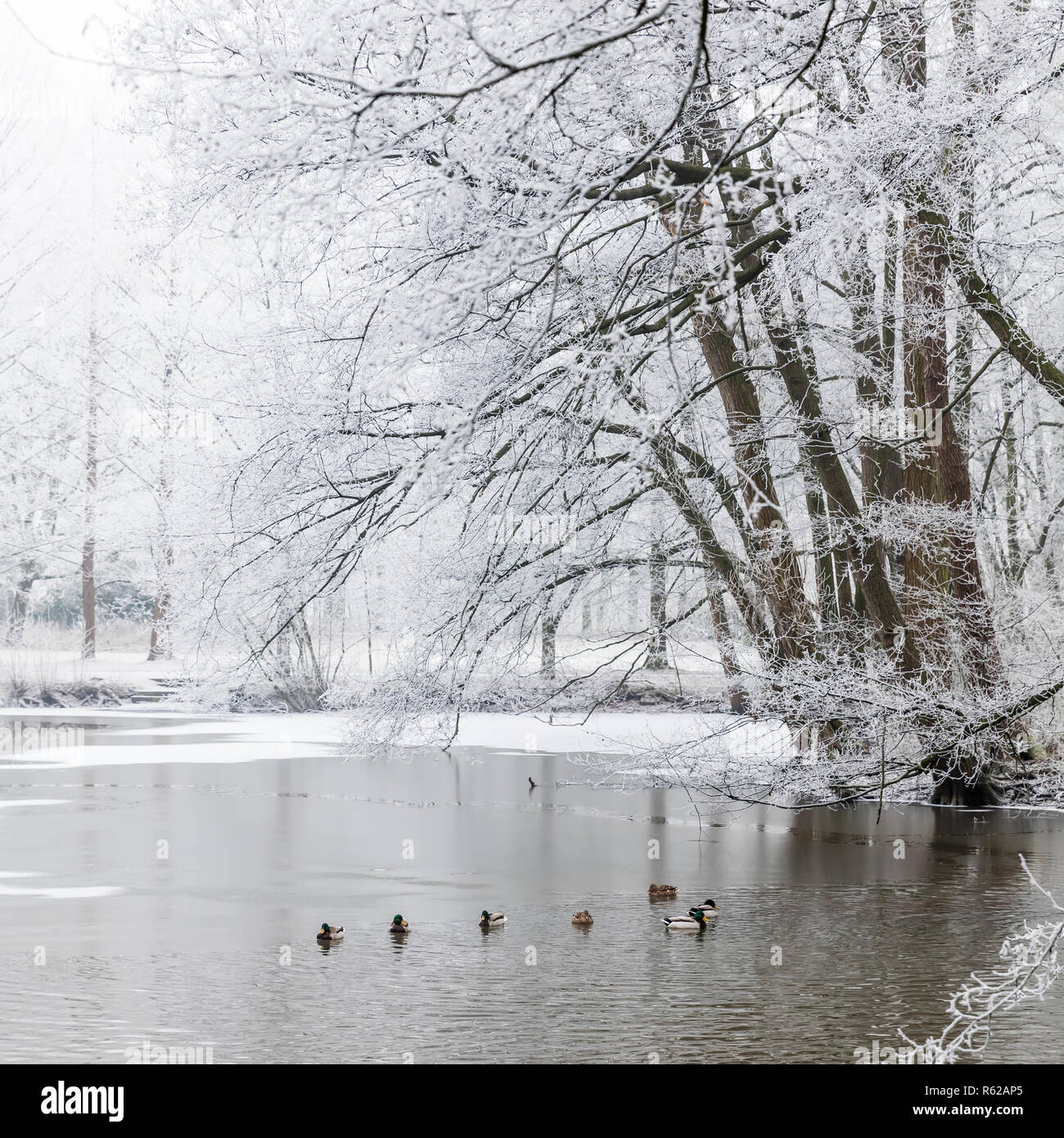 Winter Stimmung mit verschneiten See im Nebel Stockfoto