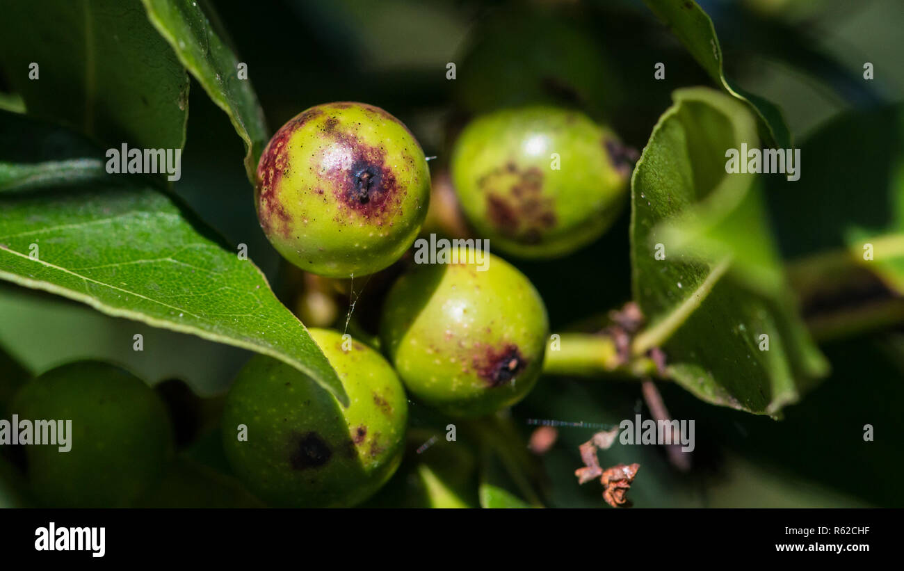 Eine Makroaufnahme von einigen Bay Tree Beeren. Stockfoto